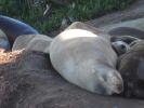 PICTURES/La Jolla Cove - Seals & Sea Lions/t_IMG_8750.JPG
